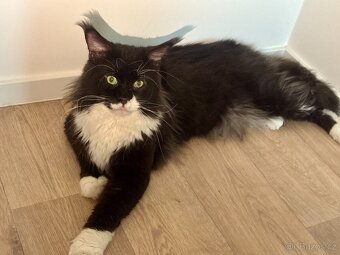 Mainská mývalí kocourek s PP - 2