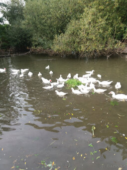 Prodám kachny pižmové - 2