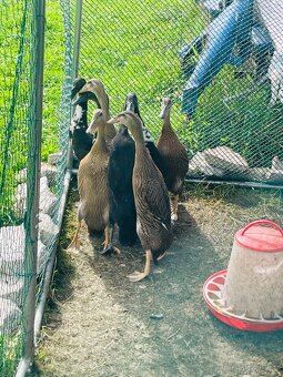 INDICKÝ BĚŽEC - 2