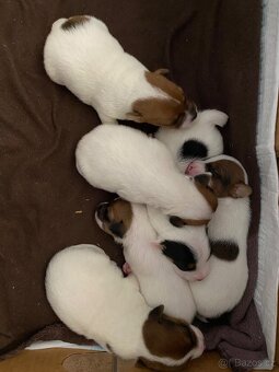 Jack Russel teriér - 2