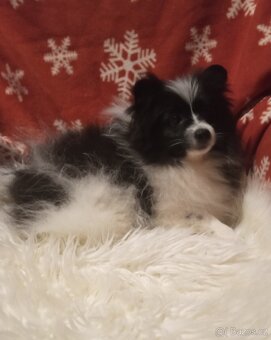 Ragdoll kotě, kocourek bez PP. - 2