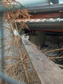 Holoubek diamantový - 2