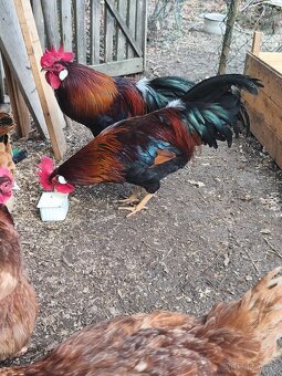 Kohout valaška koroptví - 2