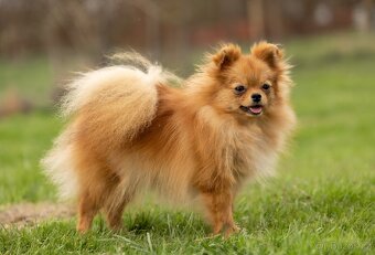 Pomeranian s PP - 2