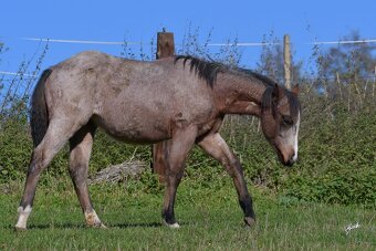 Klisnička QH s TOP cutting původem a skvělou povahou - 2