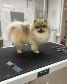 Pomeranian s PP ke krytí - 2