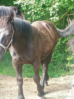 Percheron - 2