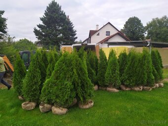 Thuje smaragd, živý plot - 2