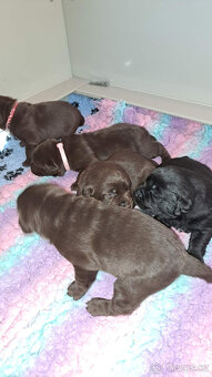 Čokoládová štěňátka labradora s PP - 2