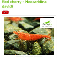 krevetky neocardina red cherry - 2