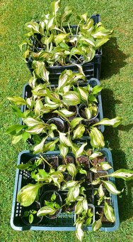 Bohyška -Hosta - 2