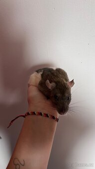 Potkani na prodej - 2