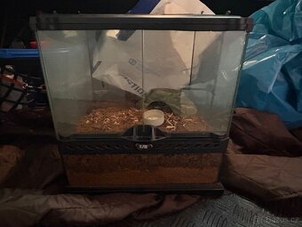 Prodám terárium po pavoukovi - 2