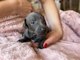 Italský chrtík s PP - 2