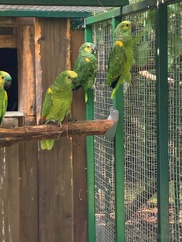 Amazoňan modročelý - 2