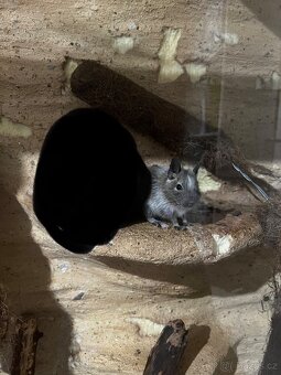 Osmák degu - 2