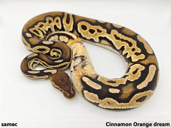 Krajta královská (Python regius) - 2