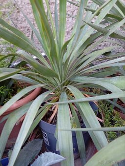 Yucca -palmička - 2