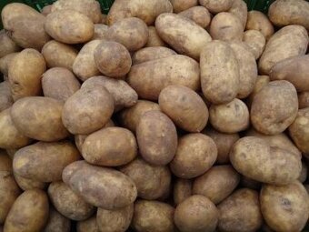 Sadbové brambory Jasmína - 2