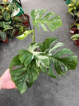 Monstera albo variegated - 2
