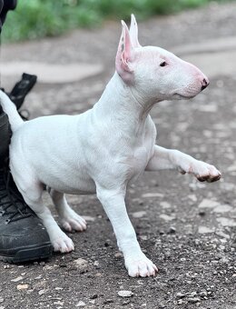 Miniatúrny Bulterier // bullterrier - 2