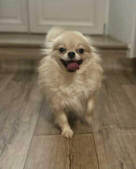 Pomeranian Cream sable - 2