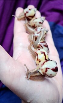 Limicolaria Agathina Nigeria - šnek - 2