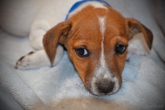 Štěňátka Jack Russell teriér - 2