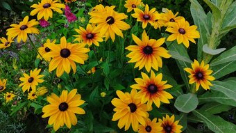 Rudbekie - 2