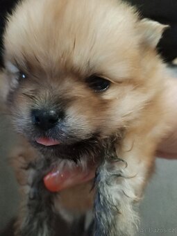 Pomeranian - 2