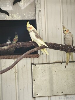 Korely a Andulky - 2