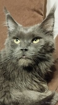 Mainská mývalí kočka s PP - 2