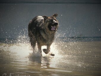 Nemecky ovčák typu Rex(štěňata) - 2