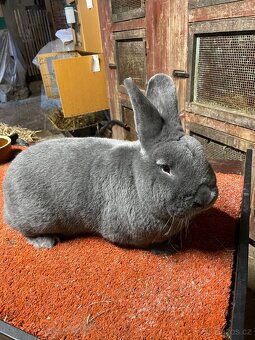 Prodám samce Vídeňského modrého - 2