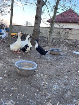 Kachna pekingská x saská - 2