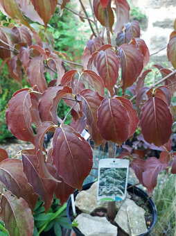 Dřín japonský "Chinensis" 120-130cm - 2