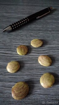 Vistárie čínská - semena - 2