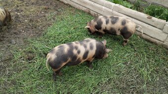KUNE KUNE pastevecká prasátka - 2