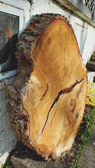 Dubový koláč 110cm, kmen, vhodný na stůl - 2