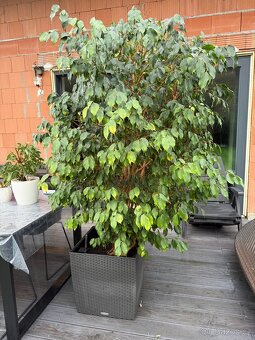 Ficus Benjaminus XXL cca 220cm - 2