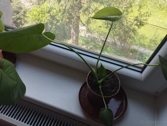 Prodám Monstera skvostná - 2