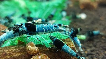 Krevetky Caridina - Blue Mosura Shadow - 2