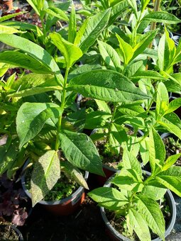 Phlox paniculata Flox svetle ruzovy s tmavsim stredem - 2