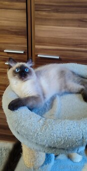 Ragdoll poslední volný kocourek - 2