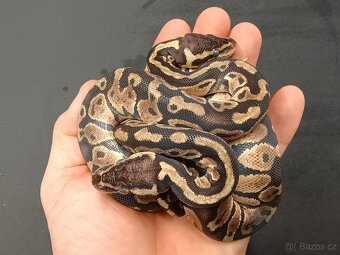 Krajta královská -mláďata 2025 - 2
