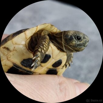 Želva zelenavá a vroubená, mláďata. - 2