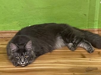 Mainská mývalí s pp - 2