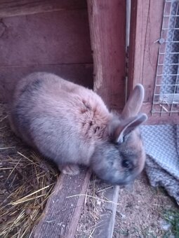 Zakrslý králík - 2