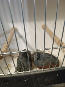 Křepelka čínská - 2