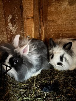 Zakrslý králíček - 2